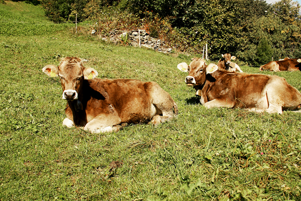 Artgerechte Tierhaltung als Voraussetzung für gesunde Fleischproduktion (Bild thk)