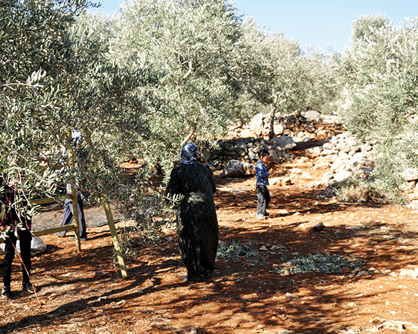 Eine palästinensische Bauernfamilie bei der Olivenernte in der Westbank in der Nähe von Salfit. Für viele Familien sind die Olivenhaine Grundlage ihrer Existenz. (Bild hhg)