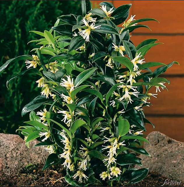 Die immergrüne Duft-Fleischbeere eignet sich dank ihrer Wuchshöhe von 80 cm auch als Kübelpflanze. (Foto: Garten-Schlüter)